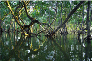 Mangrove forests offer natural protection against storms and flooding. Photo from Mida Creek, Kenya