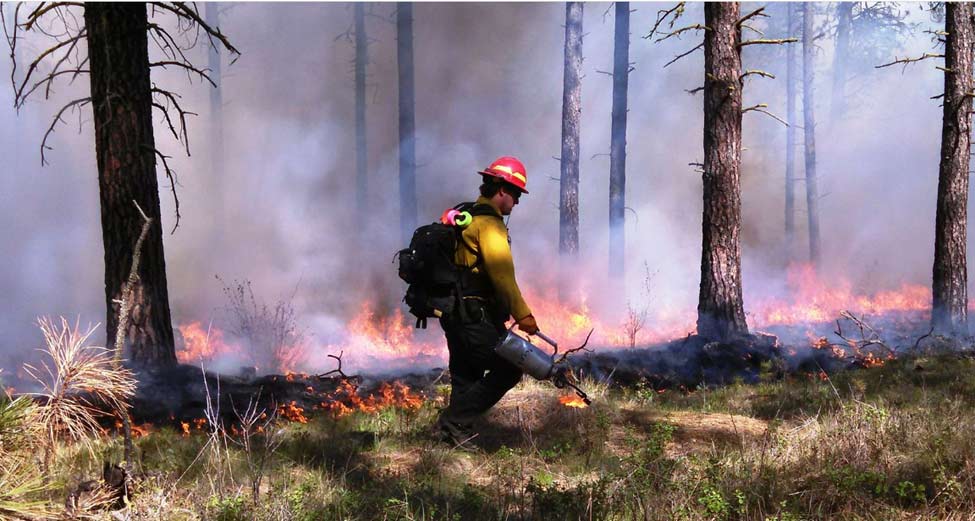 Prescribed fire in a ponderosa pine forest in eastern Washington by the Forest Service to reduce wildfire risk.